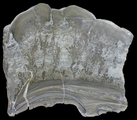Triassic Aged Stromatolite Fossil - England #56167